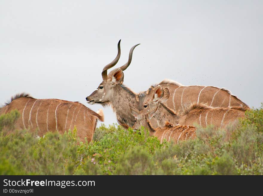 A group of kudu walking through thick bush showing camoflage. A group of kudu walking through thick bush showing camoflage.