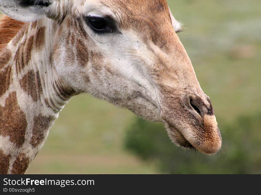 A close up shot of a male giraffe displaying unique spot pattern and good detail. A close up shot of a male giraffe displaying unique spot pattern and good detail