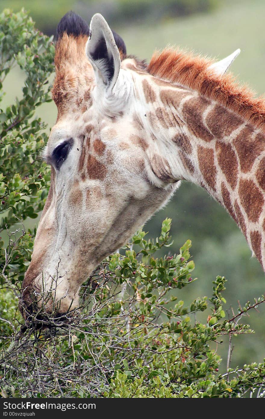 Feeding male giraffe