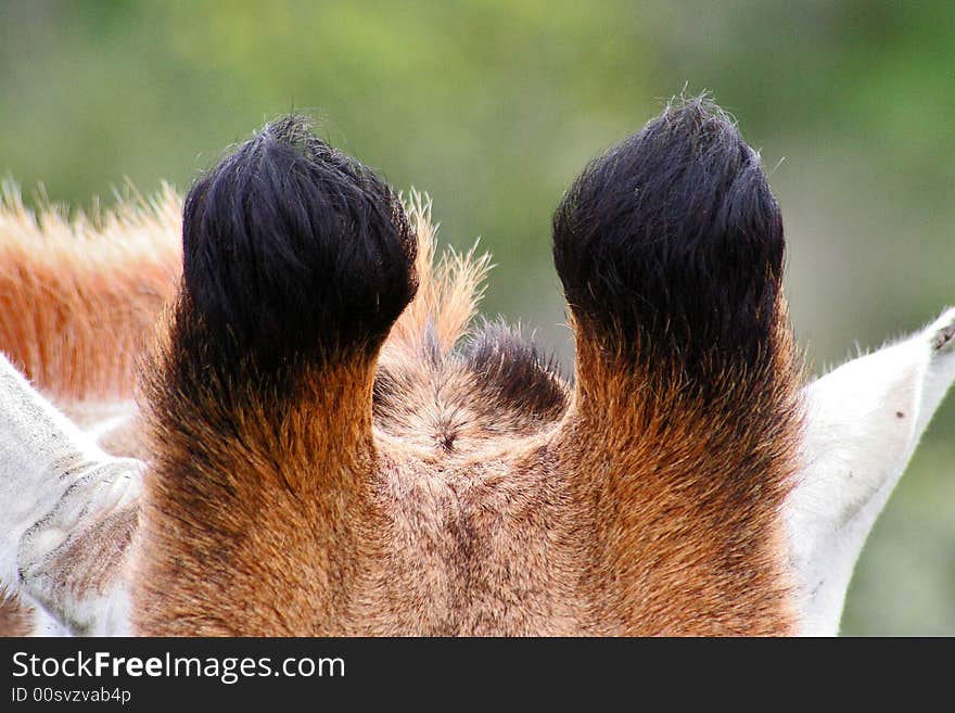 A close-up image of a male giraffes horns. A close-up image of a male giraffes horns.