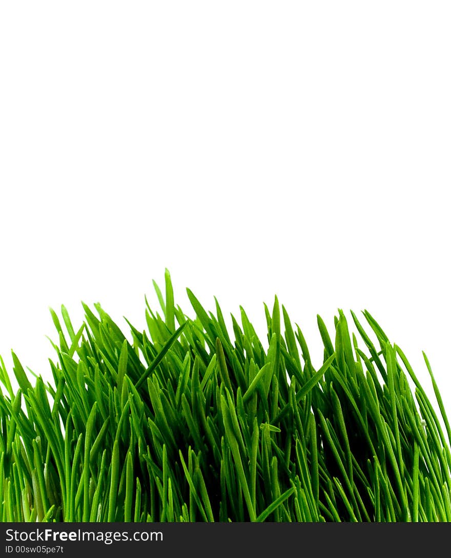 Green grass close-up over white