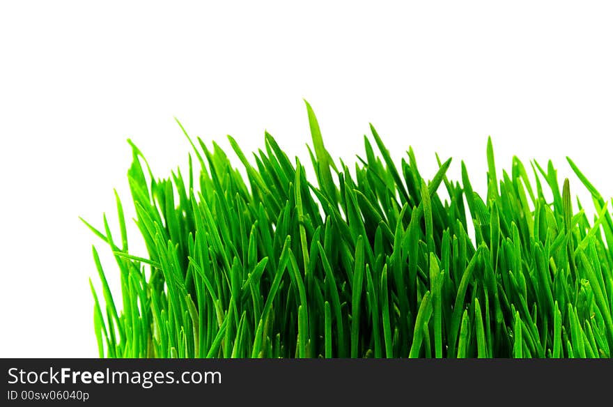 Green grass close-up on white