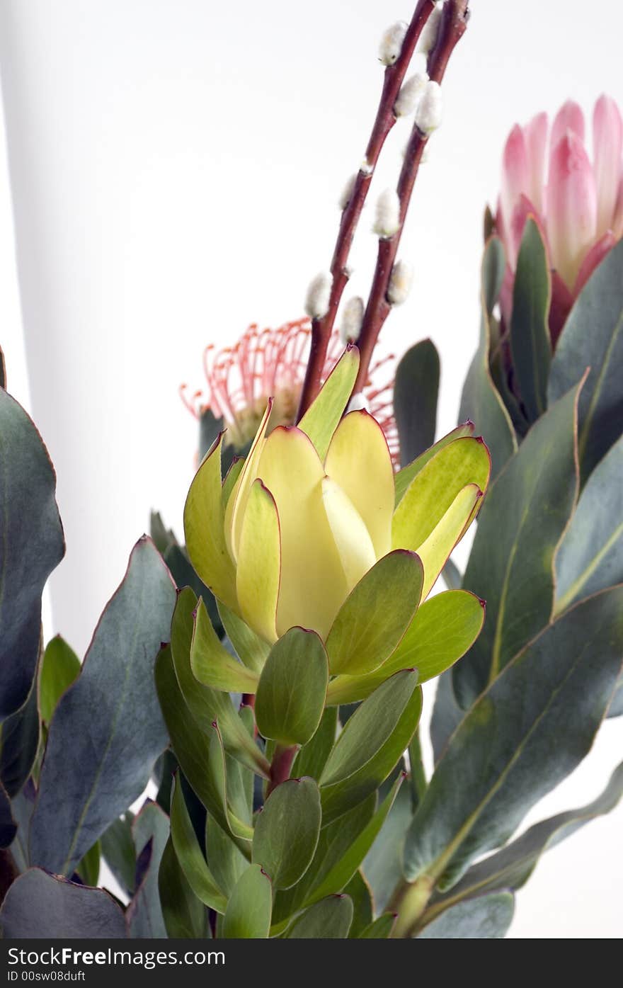 Bouquet of protea flowers the leucadenrum and pincushion proteas with a willow branch against plain white wall. Bouquet of protea flowers the leucadenrum and pincushion proteas with a willow branch against plain white wall