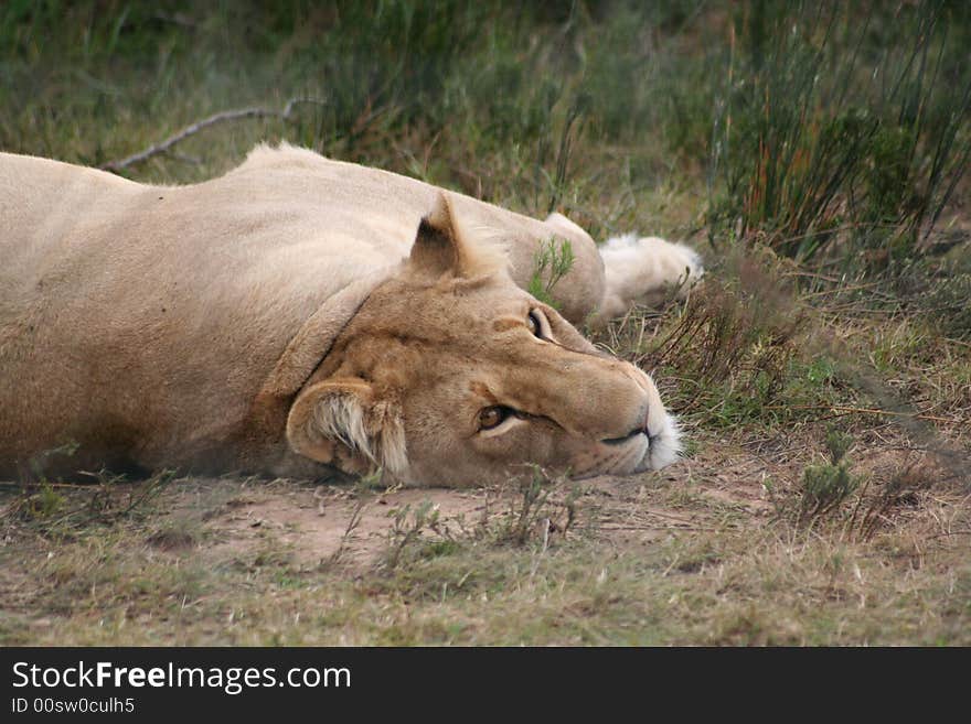 A lioness resting in the bush, gazing into distanec