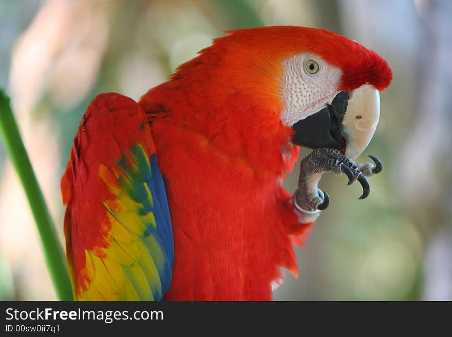 Parrot - Red Blue Macaw, Miami Florida USA