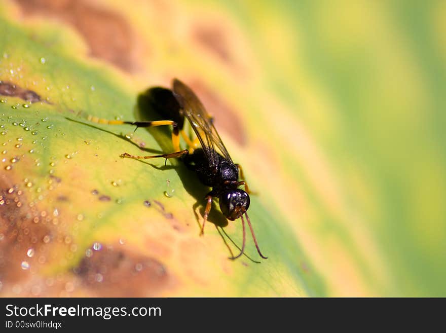 A wasp drinking