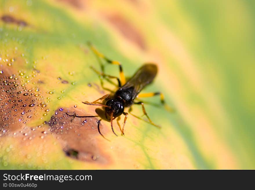 A wasp drinking water on a Lotus lilies morning dew. A wasp drinking water on a Lotus lilies morning dew