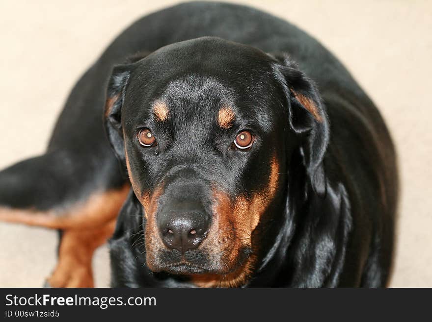 Closeup of Tanker the Rottweiler