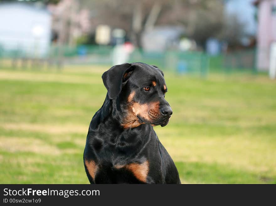 Tanker the Rottweiler playing at the park