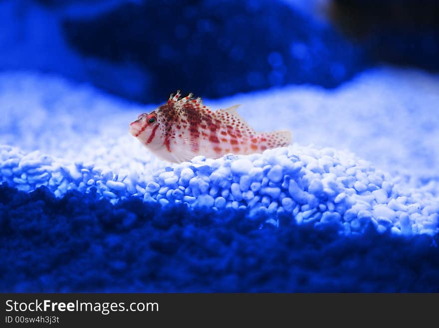 Small fishe. The Falco Hawkfish or Dwarf Hawkfish.