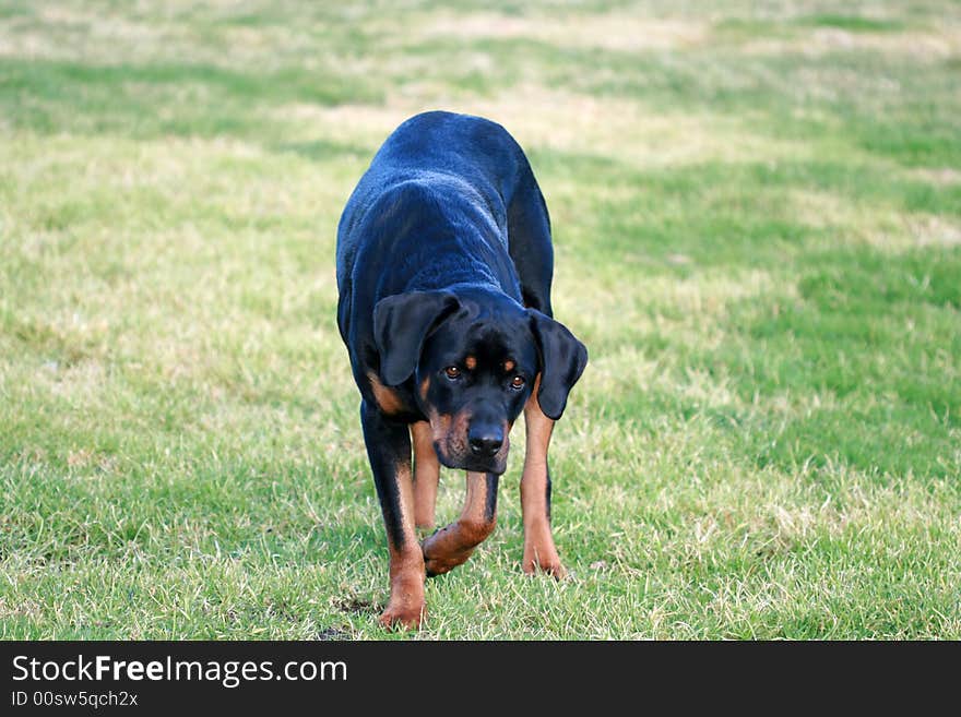 Tanker the Rottweiler sniffing gopher holes