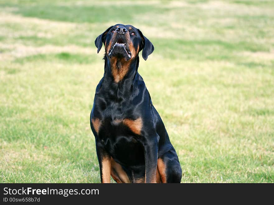 Tanker the Rottweiler playing at the park