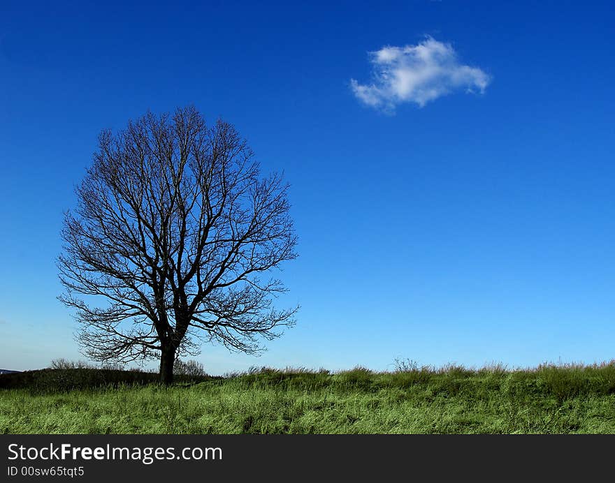 Tree And Cloud