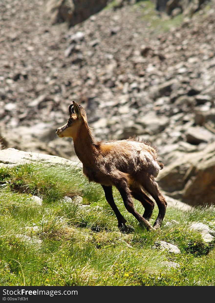 A young chamois  in action. A young chamois  in action