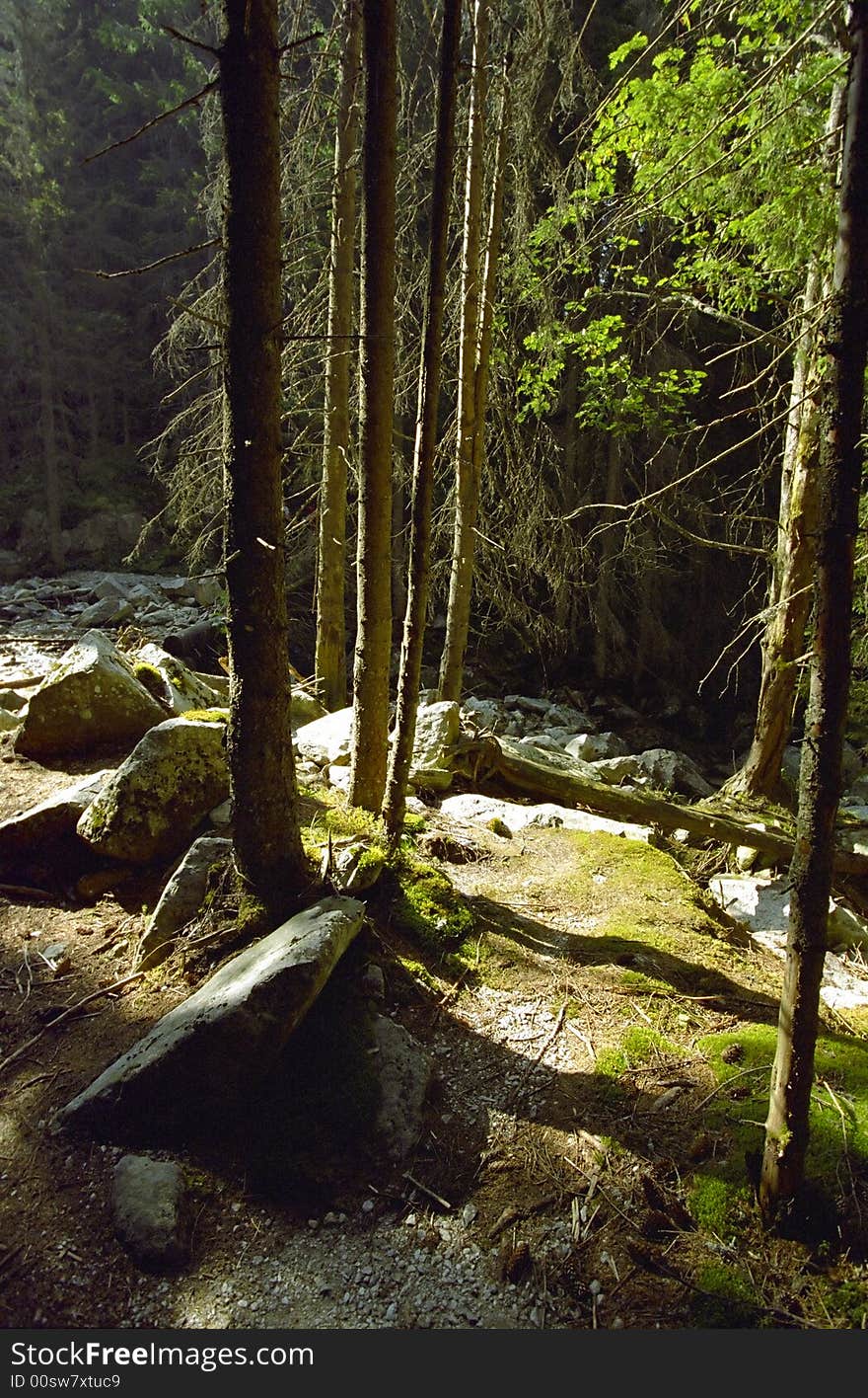 Mountain Forest