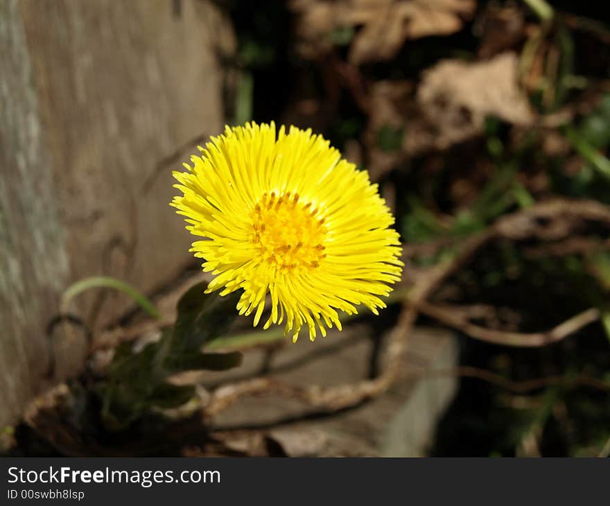 Yellow flower in the spring