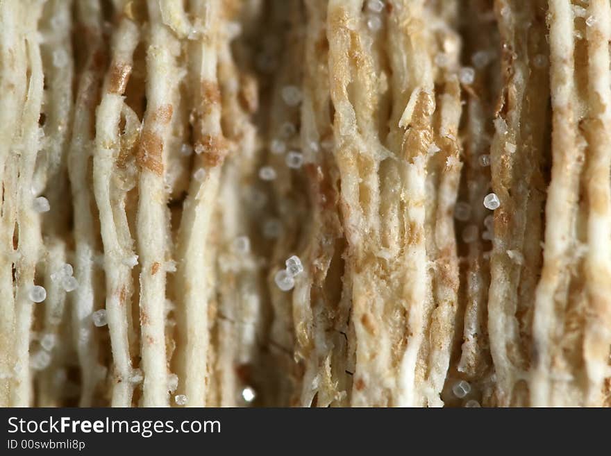 Close up of a wheat cracker