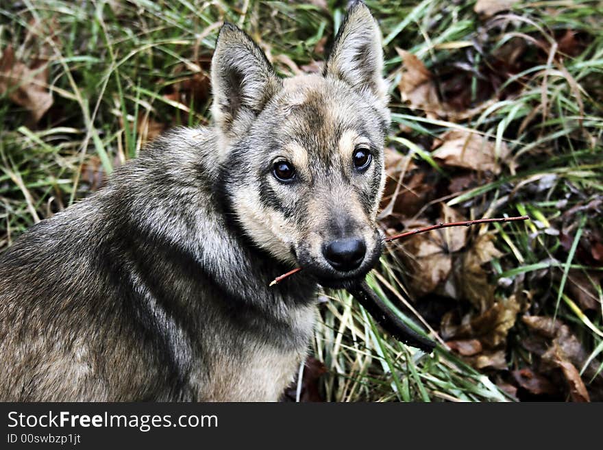 Young dog keeps in teeth branch and asks to play