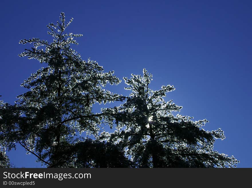 Silhouette of an ice tree with blue sky background