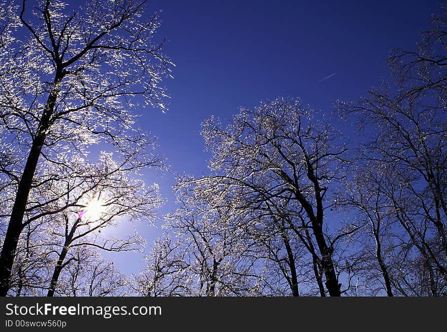 Ice tree with blue sky background. Ice tree with blue sky background