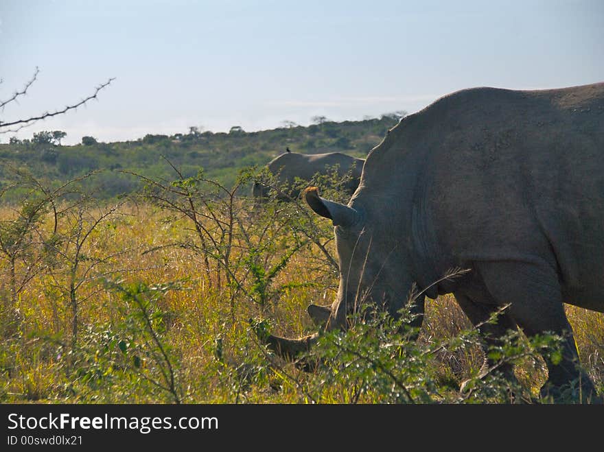 Two Rhinos Grazing In Brush