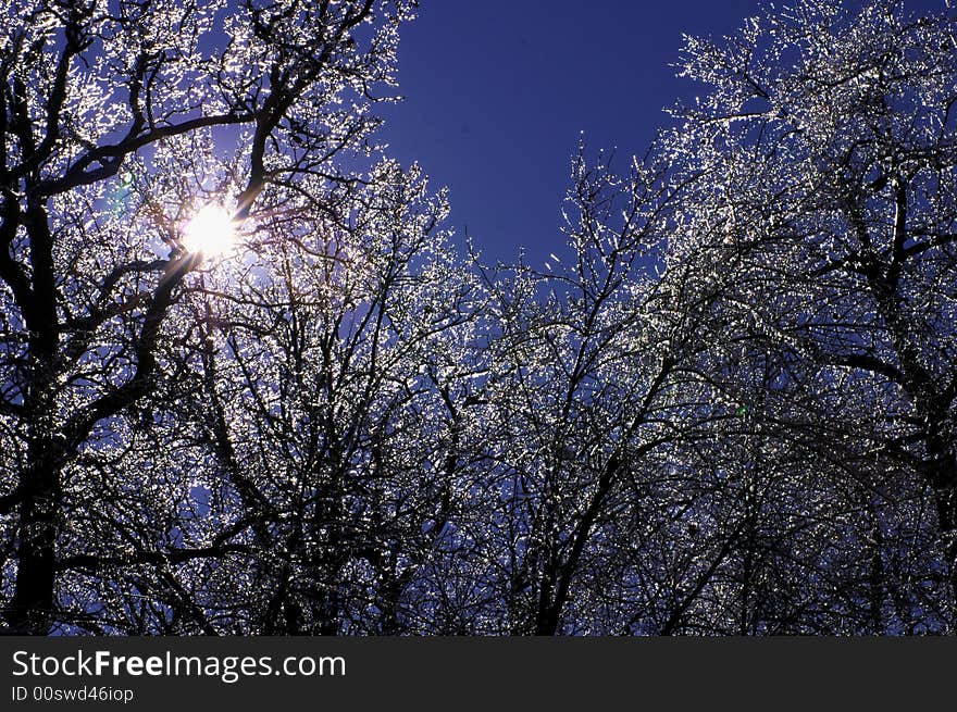 Ice tree with blue sky background. Ice tree with blue sky background