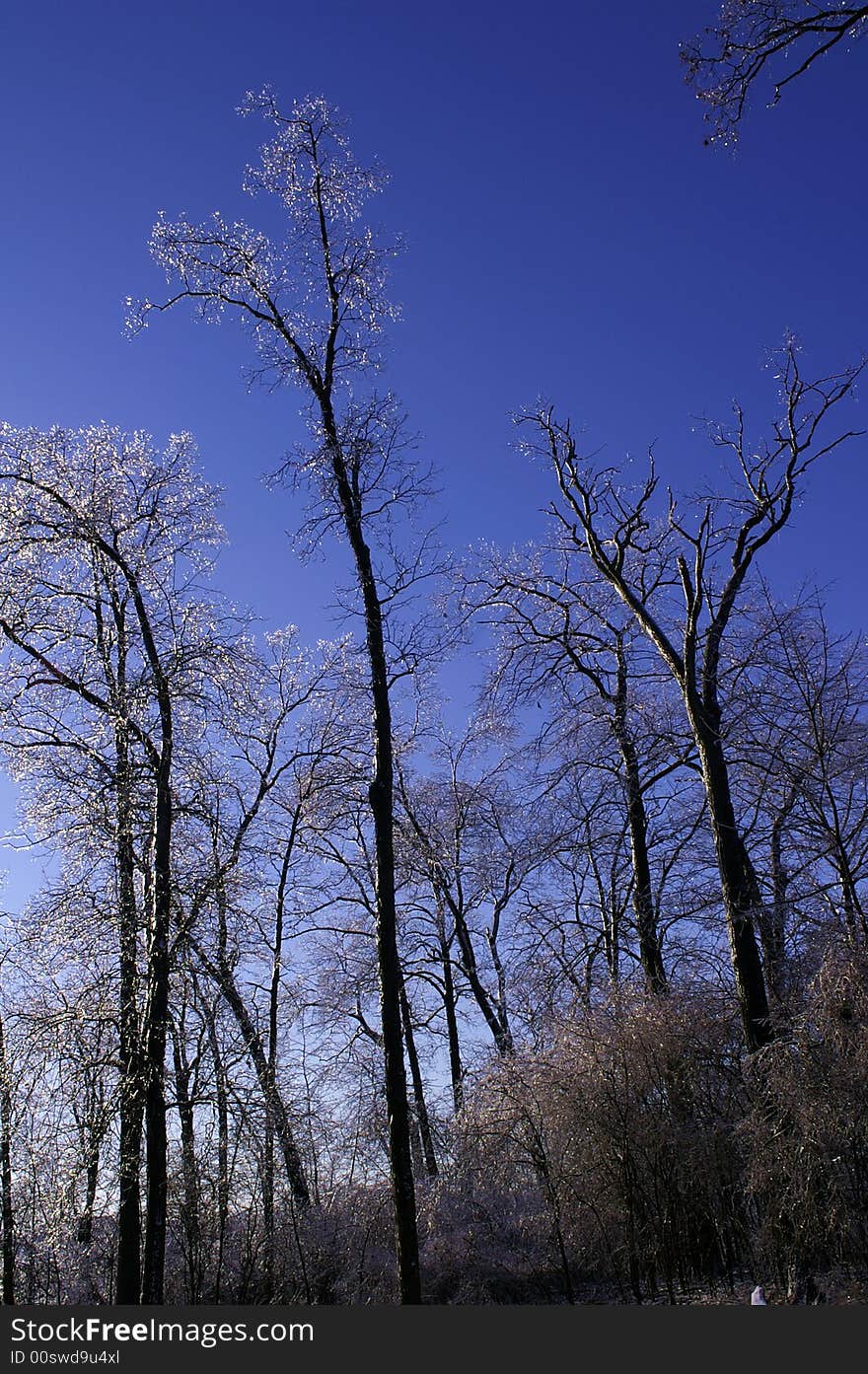 Ice tree with blue sky background. Ice tree with blue sky background