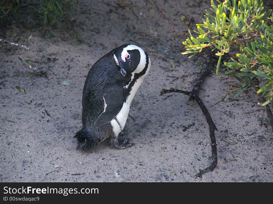 Penguin Looking Over Right Shoulder