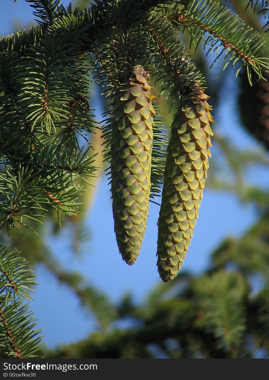 Twoo unripe green fir cones are hang on a branch In solar weather. Twoo unripe green fir cones are hang on a branch In solar weather