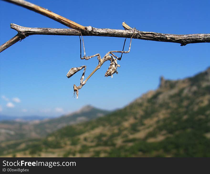 Grey grasshopper of Crimean mountains. Grey grasshopper of Crimean mountains