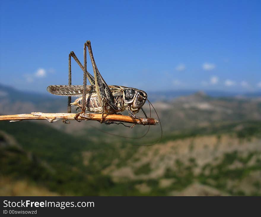 Grey grasshopper