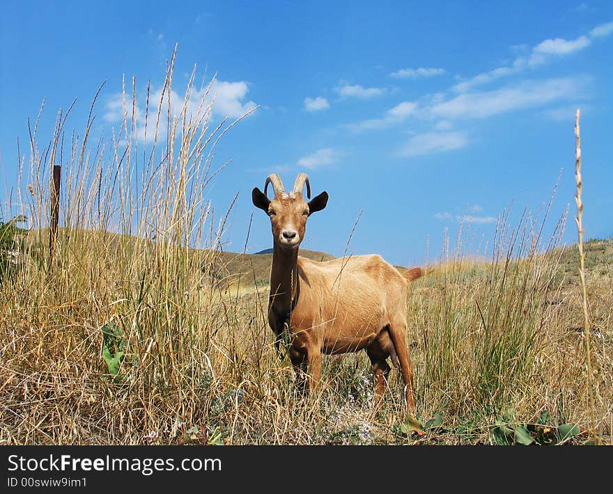 Brown goat on a background of a grass and hills. Brown goat on a background of a grass and hills