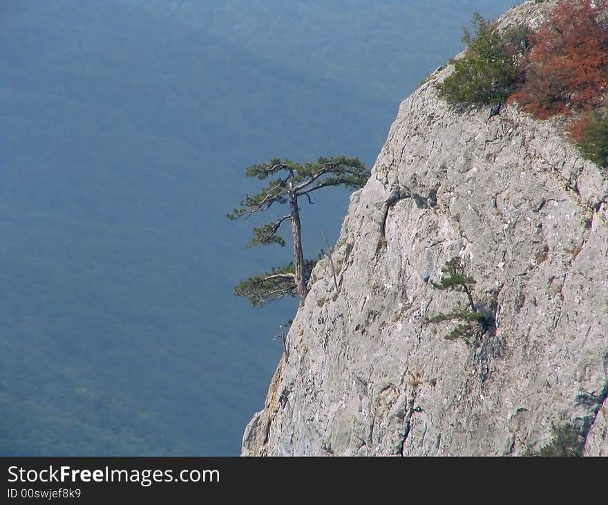 The lonely pine grows on a steep slope at top of a rock. The lonely pine grows on a steep slope at top of a rock