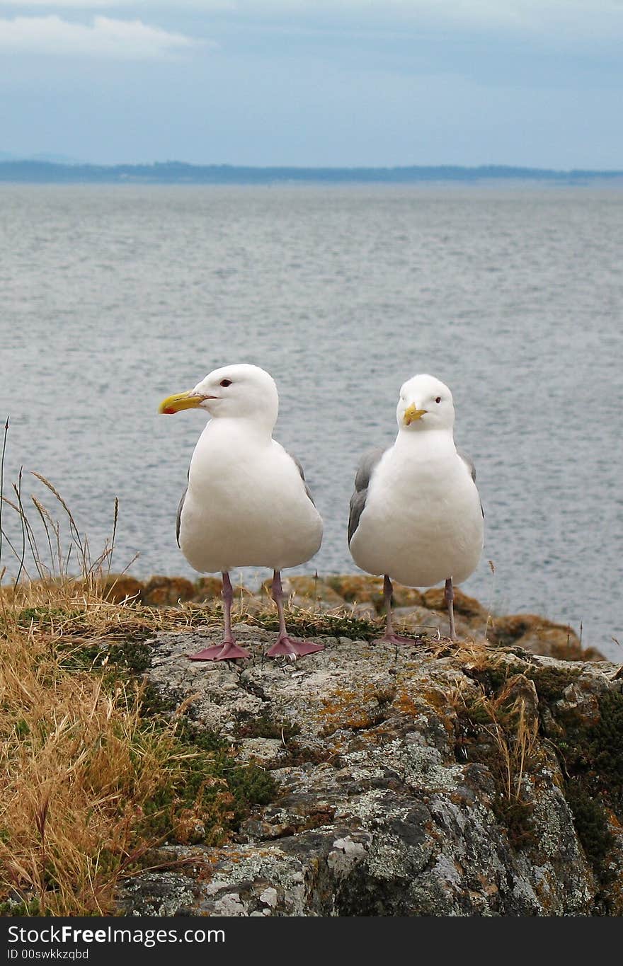 Seagulls