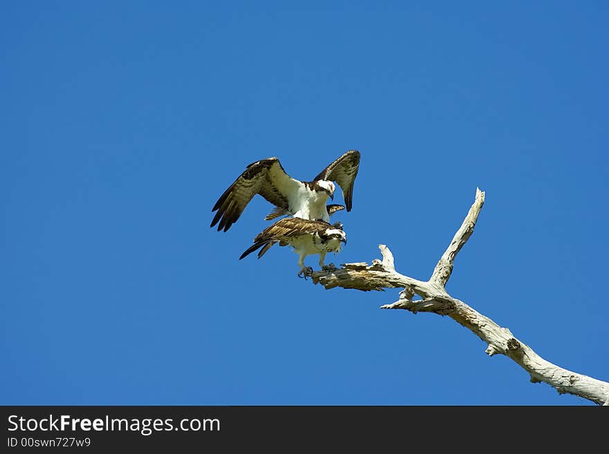 A Pair Of Osprey Copulating