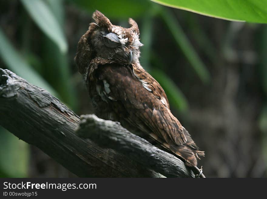 Eastern Screech Owl Sleeping