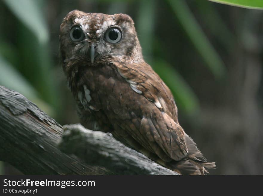 A captive eastern screech owl (Megascops asio) with wide open eyes and pulled back ear tufts with a seemingly surprised expression. A captive eastern screech owl (Megascops asio) with wide open eyes and pulled back ear tufts with a seemingly surprised expression