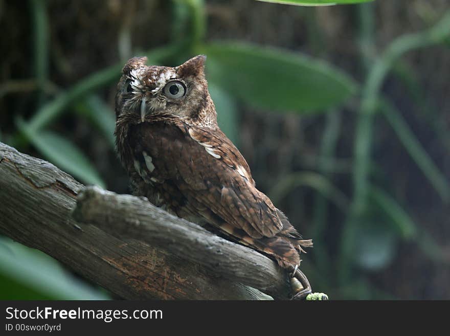 A captive eastern screech owl (Megascops asio) making a seemingly scared expression. A captive eastern screech owl (Megascops asio) making a seemingly scared expression