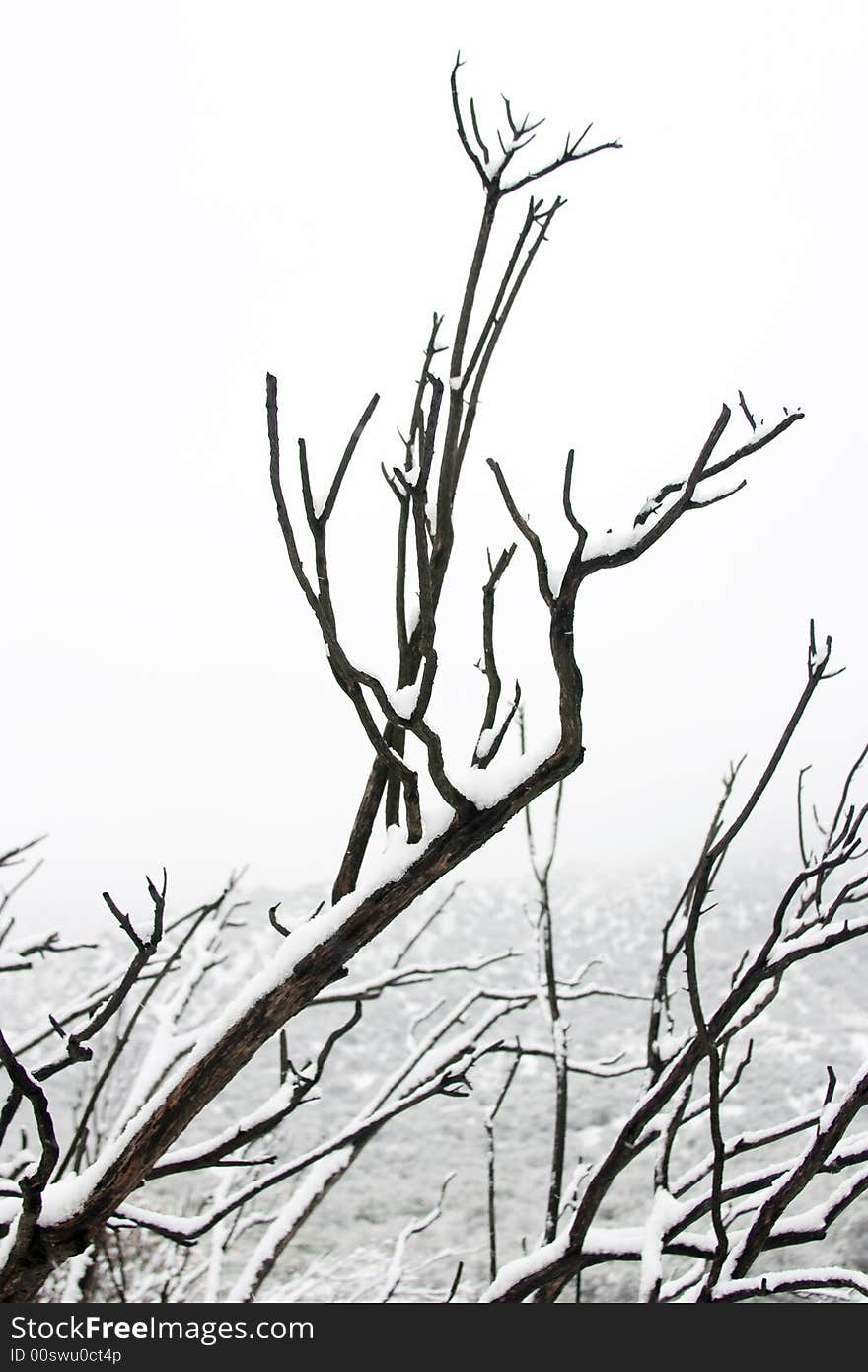 Vertical image of a tree branch covered in snow. Vertical image of a tree branch covered in snow