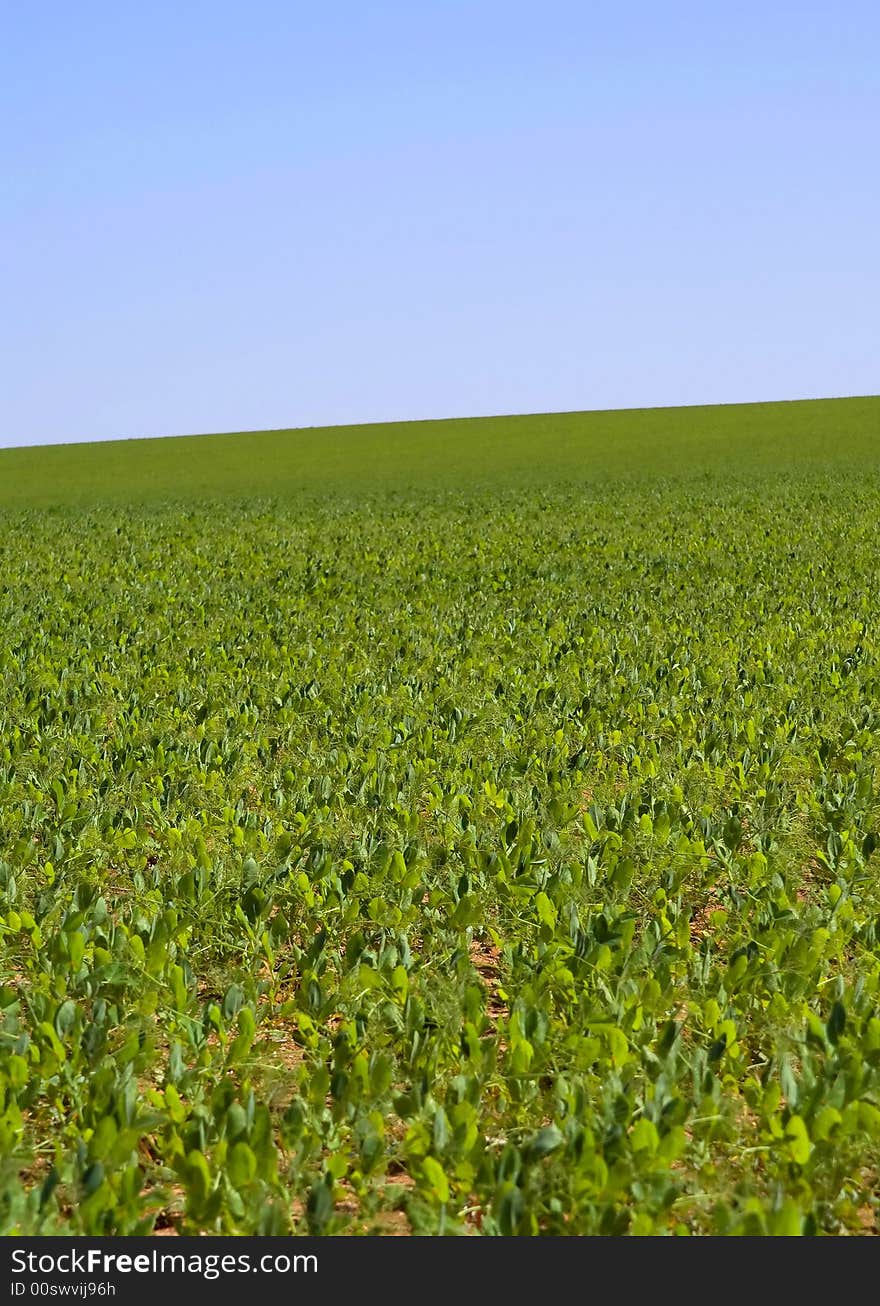 Green Grass and Blue Sky