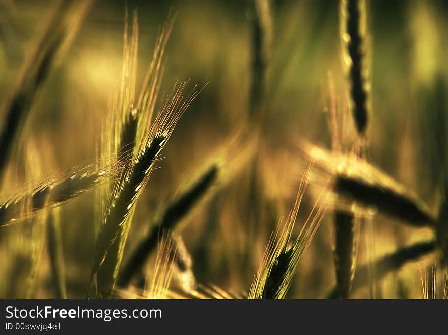 Golden ears of grain/corn