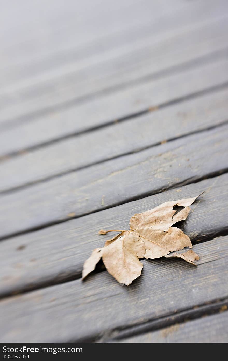 Leaf on Boardwalk