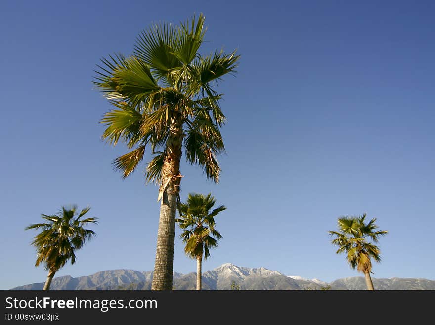 Palms Trees