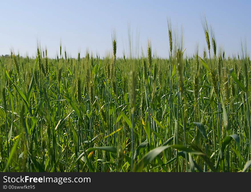 Green wheat field