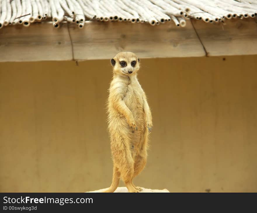 Ground-squirrel