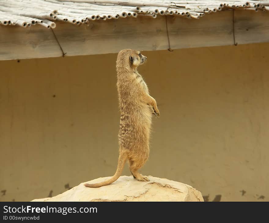 Image of nice ground-squirrel