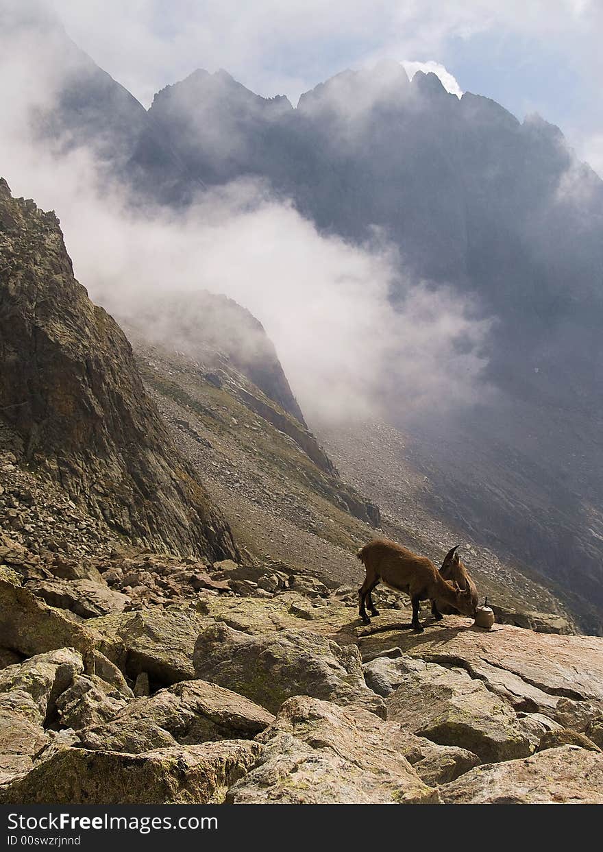 Two ibexes eating in the fog