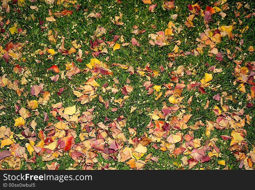 Beautiful Fall Background of colorful leaves on the ground