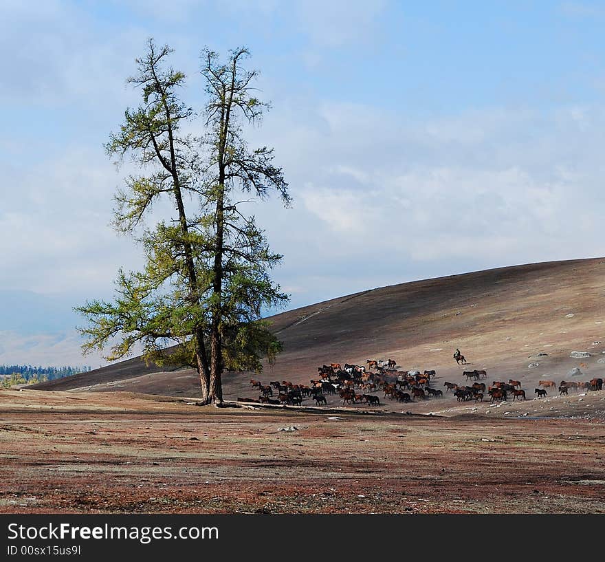 Horses In Running With Pine Tree