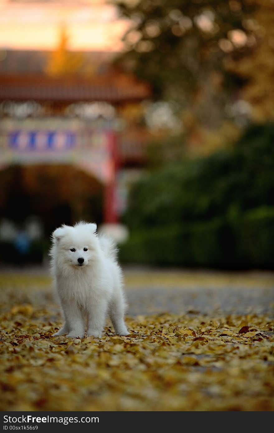 A baby samoyed focus at something